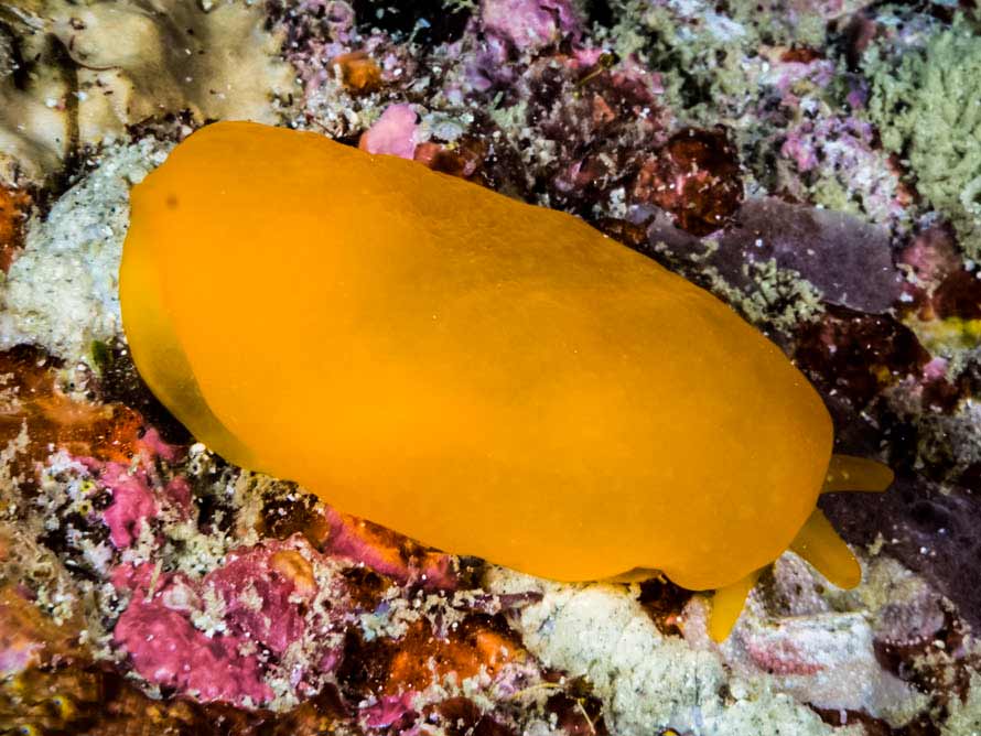 Berthellina delicata